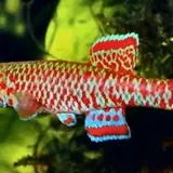 Aphyosemion rubradots2