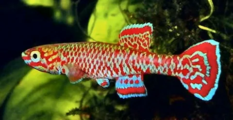 Aphyosemion rubradots2.webp