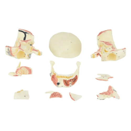 cranio 4.png