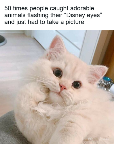 5ad849bd d7de 4301 a195 498db28d473e.png