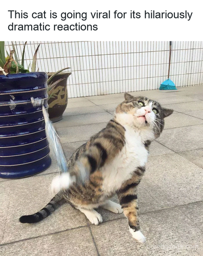 1ef2a762 f32e 4156 9928 0cb780db5f9a.png