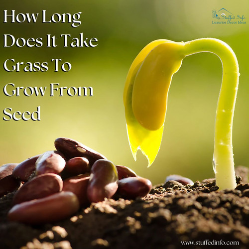 How Long Does It Take Grass To Grow From Seed.jpg