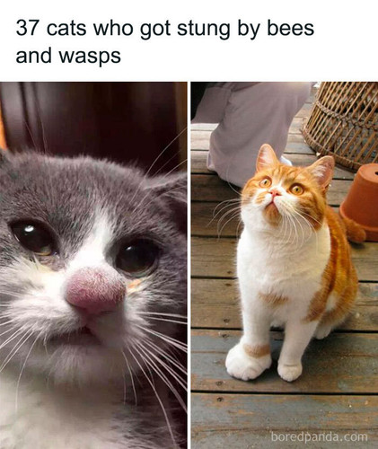 cats bee stings swollen.jpg