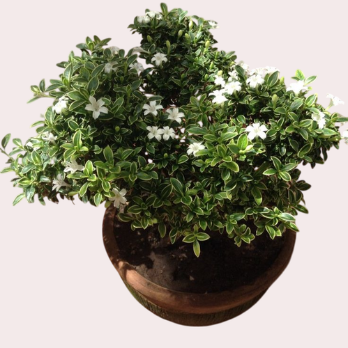 download Photoroom.png