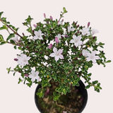 단정화 외목대수형(단품)(Serissa japonica) 공기정화식물(air purifying plants) Photoroom.png