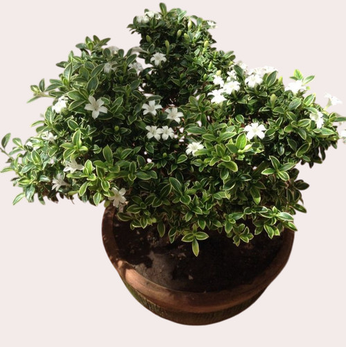 download Photoroom.jpg