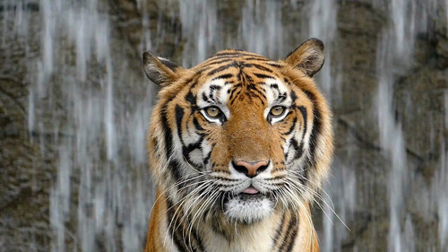 UbodDEwB3ELV33T .jpg