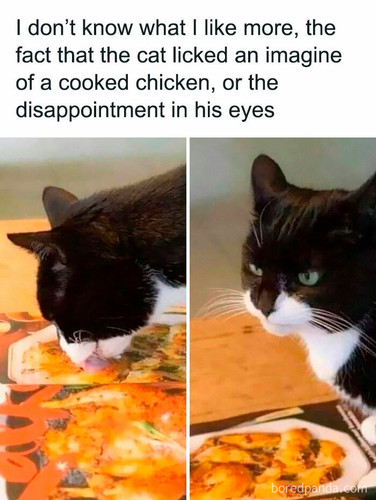 hilarious funny random memes 13 66a8cdd2130cf 700.jpg