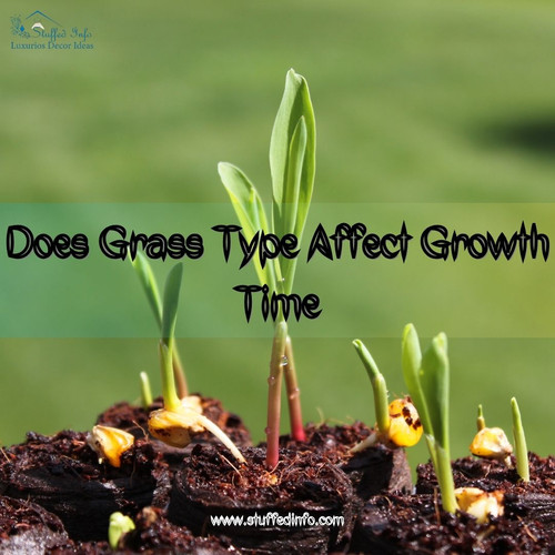 Does Grass Type Affect Growth Time.jpg