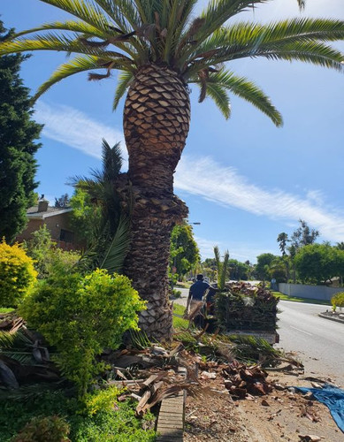 Tree Trimming Services in Cape Town.jpg