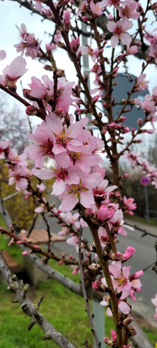 IMG 20250315 161633 243.jpg