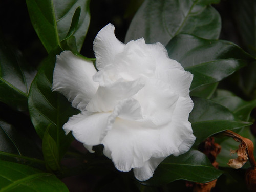 gardenia 2633393 1920.jpg