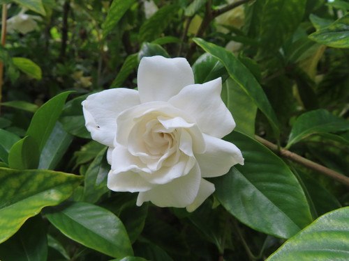 gardenia 5097886 1920.jpg