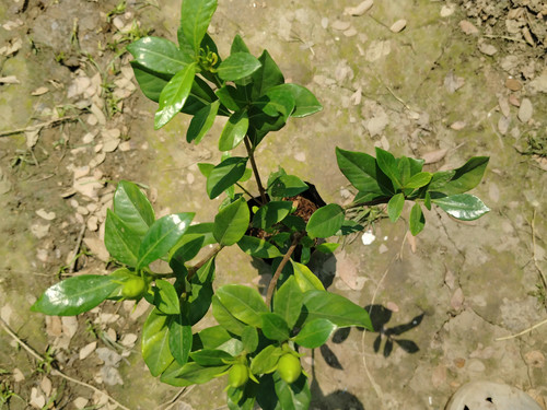 IMG 20250316 112446.jpg