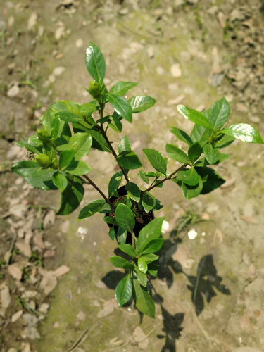 IMG 20250316 112335.jpg