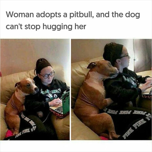 dog memes funny cute 36 66fbffbd48601 880.jpg