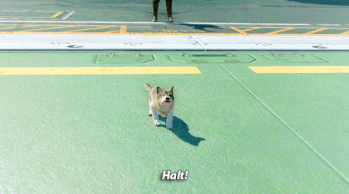 tumblr 7e8fa9630540a3bf94a73710d90a5d8f 971b207d 540.gif