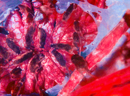 tumblr 32d8ec27fbd9e2895d2c5358fbec9a82 a4218a0f 540.gif