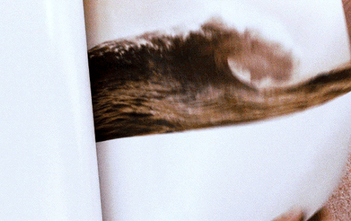 tumblr 06ab9e9826b363b0244caca8e49635e4 8b467f2e 540.gif