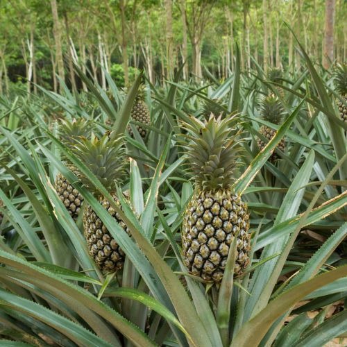 pineapple plant.jpg