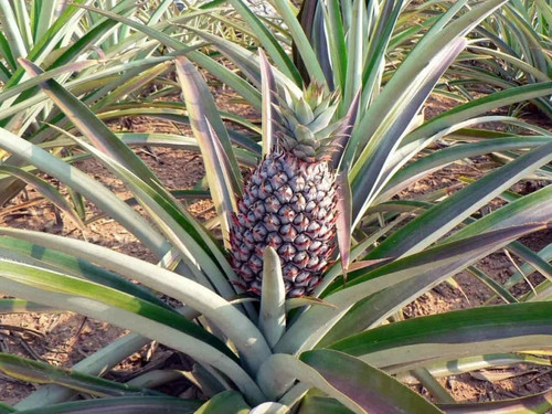 full sun exposure pineapple plan.jpg