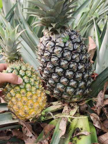 fresh queen pineapples.jpg