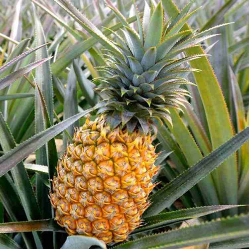 yes annual yes abacaxi pineapple.jpg