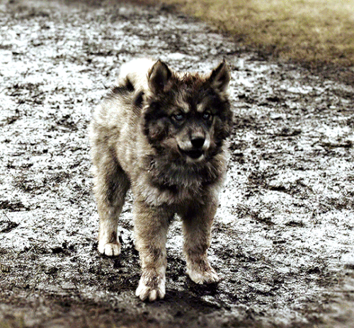 tumblr dfc8dd5ef5e2b5b07ac902e991209e93 52fa58b8 540.gif