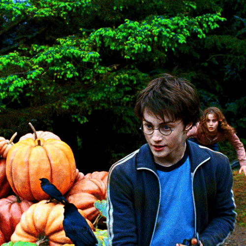 tumblr 890ec45b6efc9ac4c560cc8f326ae352 58df0664 540.gif