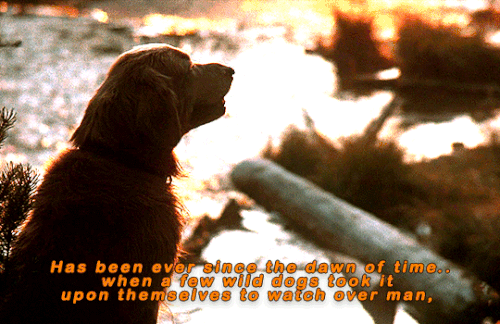 tumblr 15603fe2fe3d931a8c4b481954823b09 91ce5031 540.gif