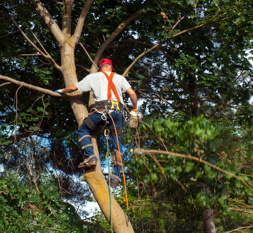 Tree Services Near Me.jpg