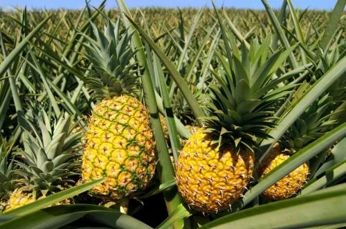 pineapple plant 500x500.jpg