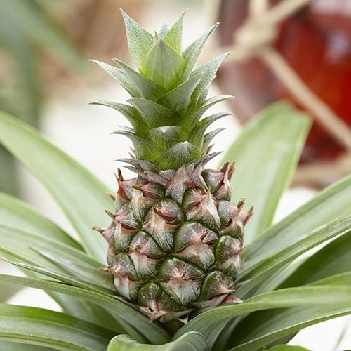 ananas comosus plant.jpg