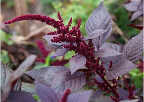 460 red spinach seed amaranthus.jpg