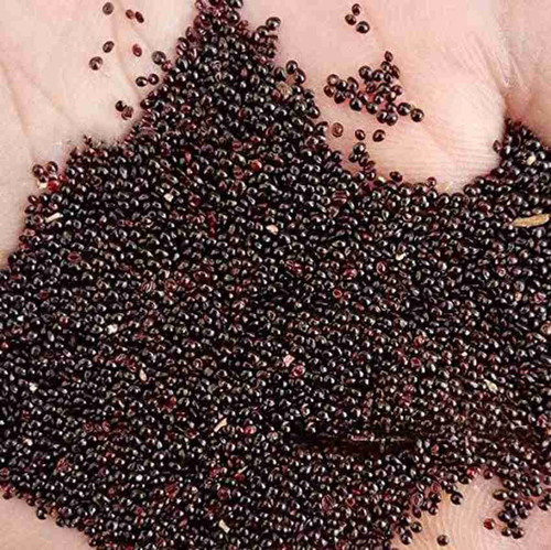 200 amaranthus seeds xl 437 vibe.jpg