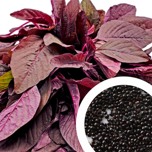75 amaranthus leaf cholai lal sa.jpg