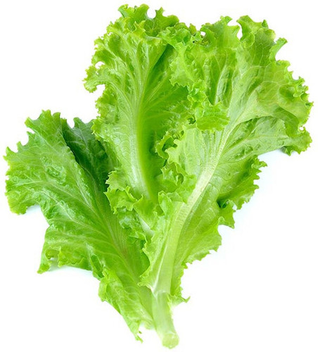 20 lettuce seeds arshiayat origi.jpg