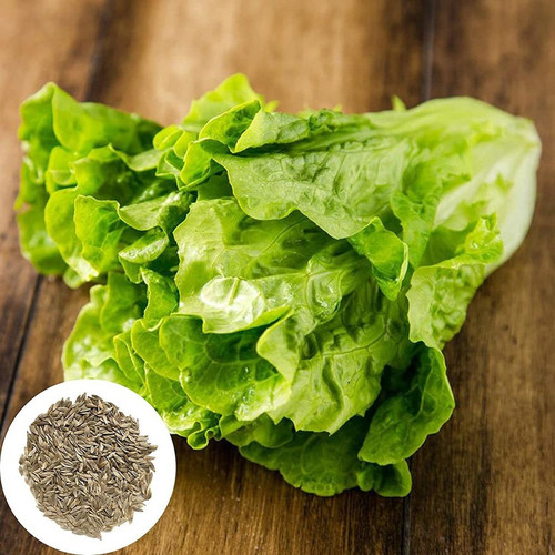 500 lettuce seeds nutritious str (1).jpg
