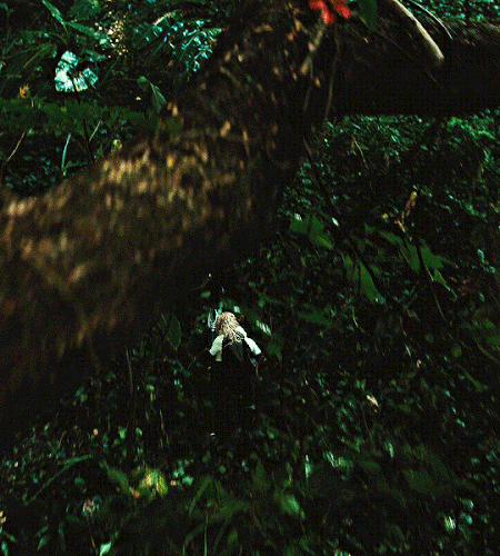 tumblr 7cb4182b88adb08cdff245aaabe06292 6377f784 540.gif