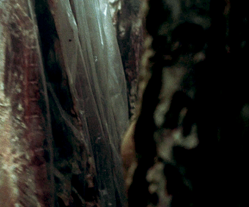 tumblr fbe6e55c8bde62fa90e5edbc17e4ea3f f0c677ee 540.gif
