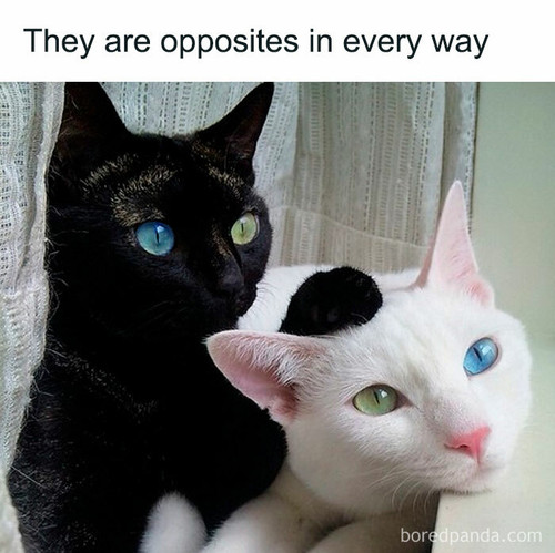 hilarious cat memes 27 6596b8e942f08 700.jpg