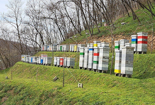 Pčelinjak mart 2025..jpg