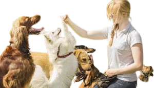 petcare.png