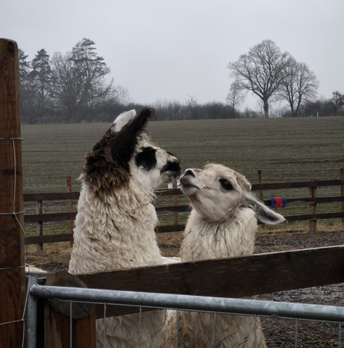 IMG 20250321 110611.jpg