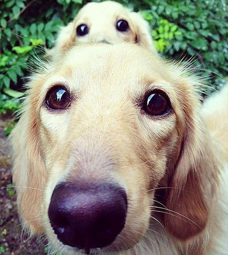dogs and puppies 16 700.jpg