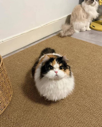 FB IMG 1740487873016.jpg