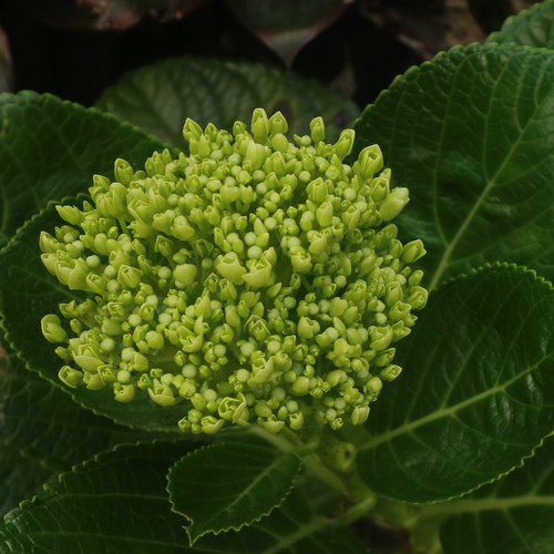 vecteezy mini green hydrangea is great for any bride looking for 29574324.jpg