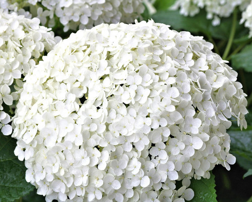 hydrangea 845564 1920.jpg