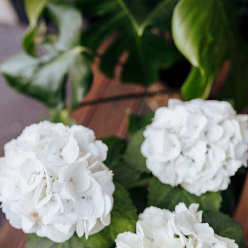 closeup white hydrangea flowers 53876 65490.jpg