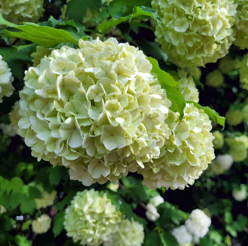 vecteezy close up of hydrangea flowers 49305571.jpg